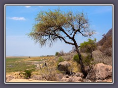 Landschaft am Lake Manyara