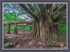 Banyanbaum auf dem Pipiwai Trail