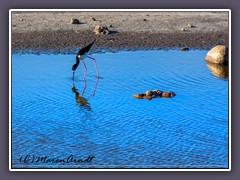 Black Necked Stilt recht selten und auf Maui am Kealia Pond entdeckt - Native Bird Ae' o