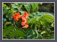 Blüten des afrikanischen Tulpenbaumes Spathodea campanulata