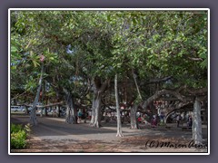 Einer der weltweit größten Banyanbäume steht in Lahaina auf der Plaza