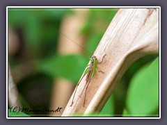 Grashopper auf Maui