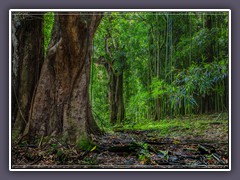Im Bambus Wald auf dem Pipiwai Trail