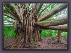 Kleine Menschen unter großem Baum - Pipiway Trail Maui
