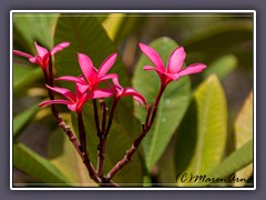 Pink plumeria