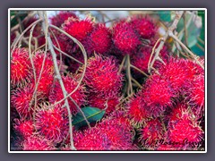 Rambutan a Tropical Fruit