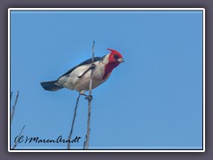 Red Crested Cardinal eingeführt aus Südamerika