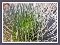 Silversword ist nur auf Maui beheimatet