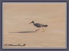 Strandläufer ein Willet Bird