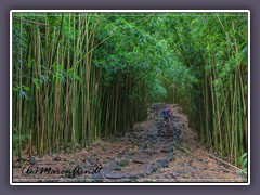 The Bamboo Forest