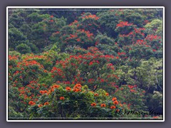 Urwald aus blühenden afrikanischen Tulpenbäumen am Hana Highway