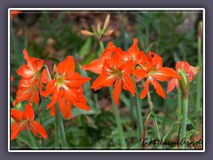 Wild wachsende Amaryllis