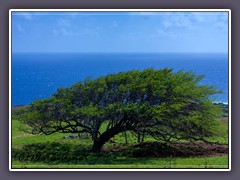 Windflüchter an der Southeast Coast