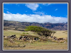 Windzerzauste Bäume vor der steilen Kulisse des Haleakala Craters