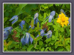 Blue Clematis - Clematis occidentalis