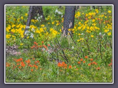 Ein bunter Strauss Wildblumen