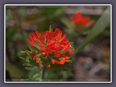 Indian Paintbrush - Castilleja