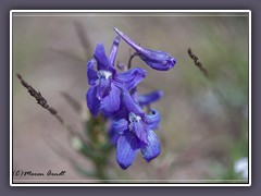 Larcspur - Delphinium consolida