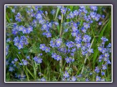 Mountain Forget me not - Myosotis-asiatica