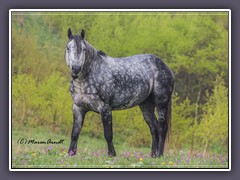 Mustang in Blüten