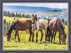 Mustangs