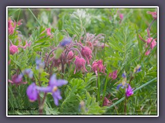 Old Mans Whiskers - Geum triflorum