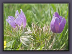 Pasque Flower - Pulsatilla patens