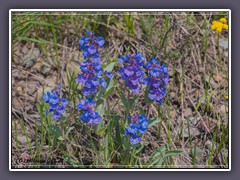 Penstemon  - Penstemon niditus