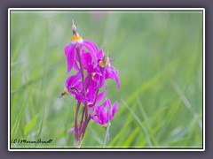 Shooting Star - Dodecatheon pulchellum