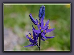 Small  Camas - Camassia quamash