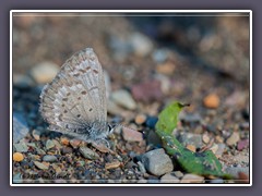 Spring Azure - Bläuling