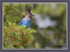 Stellers Jay - Diademhäher