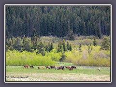 Wild Horses