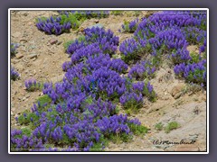 Wilde Lupinen - Lupinus