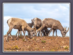 Big Horn Herde am Highway 37 in den Pryor Mountains