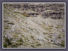 Big Horns und Schwarzbären - ein Suchbild