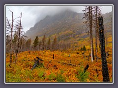 Farbenpracht - an der weltberühmten Going to the Sun Road