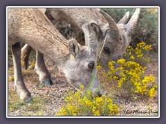 Fett anfressen - der Winter ist hart in den Pryor Mountains