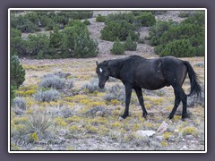 Hawk - Bachelor Horse