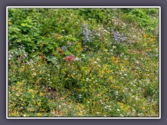 Herbstblumenwiese  