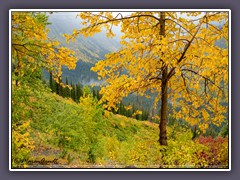 Prachtvolle Herbstfärbung