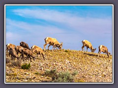 Pryor Mountains Big Horn Sheep