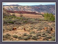 Pryor Mountains Mustang Country