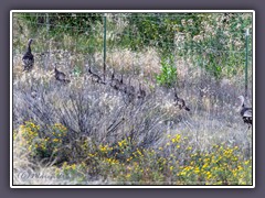 Puten am Wegesrand - Pryor Mountains