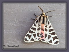 Tiger Moth