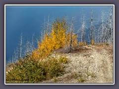 Unterwegs zum Glacier NP