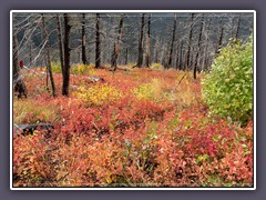 Unvergleiche Herbstfarben