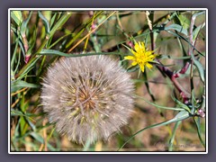 Yellow Salsify - Tragopogen Dubuis.