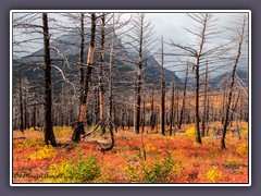 Zum Staunen schön - Herbst an der Going to the Sun Road