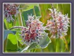 Desert Milkweed - Asclepias Erosa 